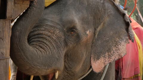 Elephant rides, Bangkok, Thailand, Southeast Asia, Asia