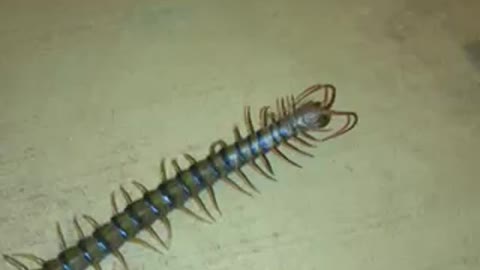 Desert Centipede