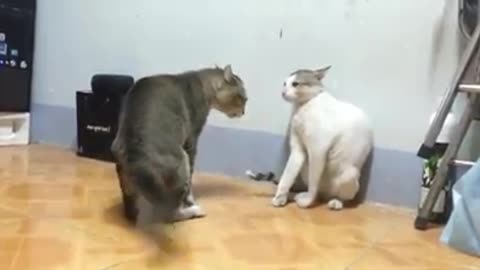 Cats clash