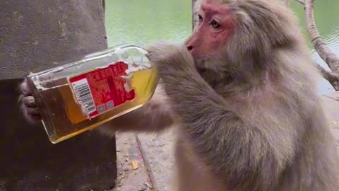 😂😂😂Monkey is drinking wine