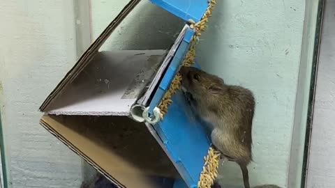 Best mouse trap idea-- good rat trap at home 2024 #rattrap #rat #mousetrap