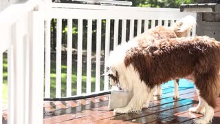 Border Collies Sprinkler fun