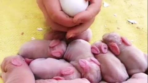 Is That Rabbit Babies ? - Oh So Cute