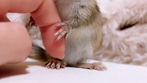 Cute squirrel 🐿️😍
