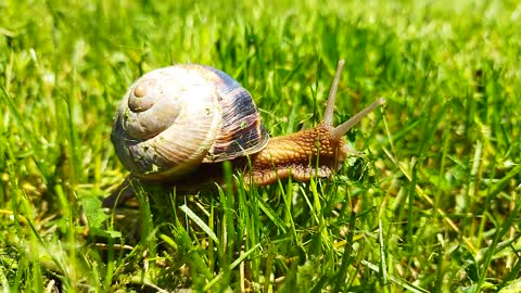 We are like snails, each stuck to his own leaf 🍀 🐌
