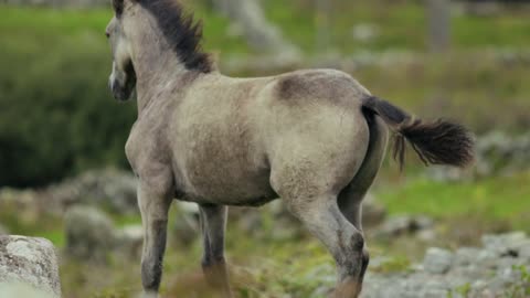 Horse running across the green field