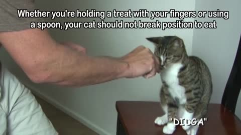 Most easiest Way &Trick to teach a Cat😻