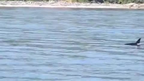 British Columbian baby orca leaps out of the water--New video