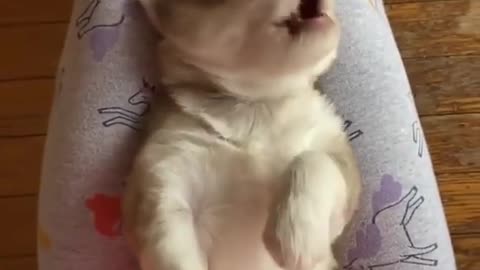 Cute Husky Puppy Throws Adorable Temper Tantrum