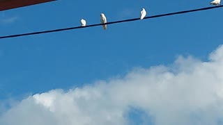 Birds playing around