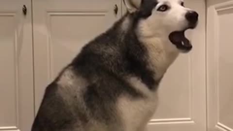Angry husky Who is told no pizza for him!