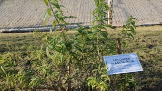 Lúcia-lima ( Aloysia citriodora ) serve para tratar a enxaqueca e melhorar o sono