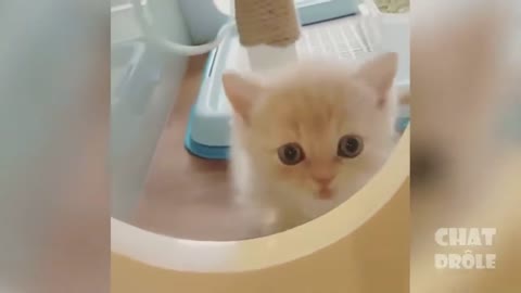 Funny Cat Video, Cat Massaging, Cute Cats, Cat in the Toilet