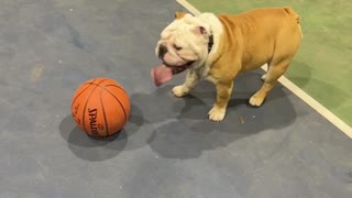 Dog full sprints at the basketball court