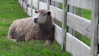 Female Chewing Sheep Likes To Stand Next To Fence