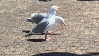 The Singing Seagulls