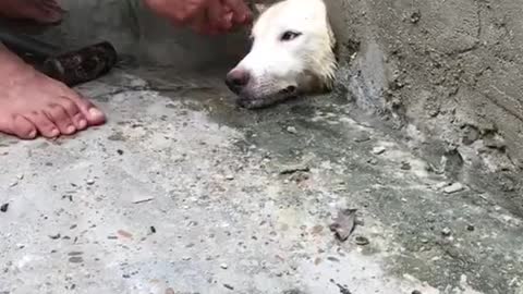Pooch with His Head Stuck in a Hole