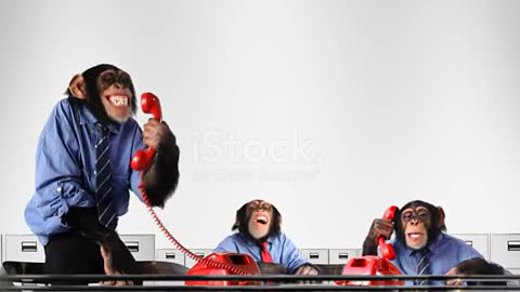 Funny monkeys talk on mobile
