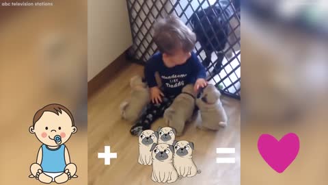 adorable litter of pugs follows baby around house0