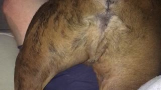 Brown dog laying down weirdly on sofa next to owner