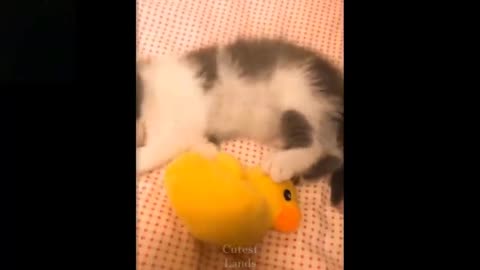 💗Cute And Funny Pets | To These Pets Compilation