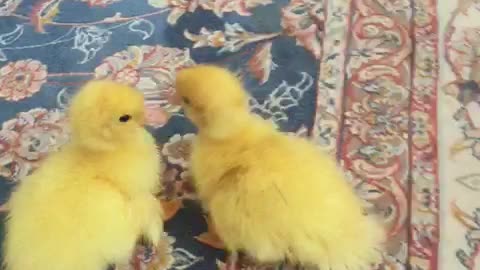 Cute 2 Baby Ducklings