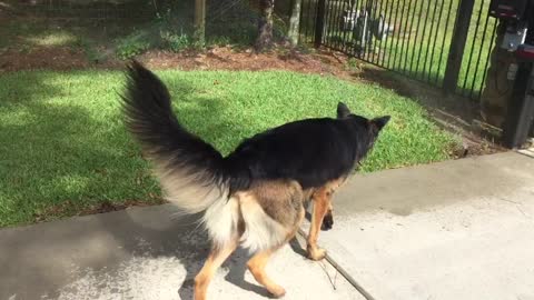 Dog plays with sprinklers