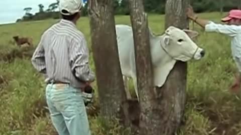 Cow trapped in a tree