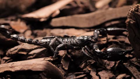 Black scorpion walking 02