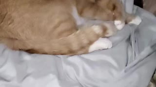 Slow-Mo Kitty Cleaning