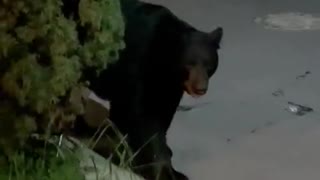 Small Dog Scares Black Bear