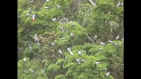 African Grey Parrots At The Bai