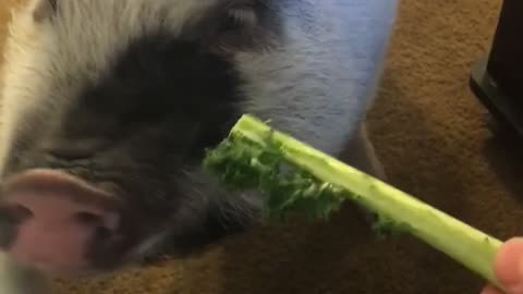 Gavin the pig’s snack time!!