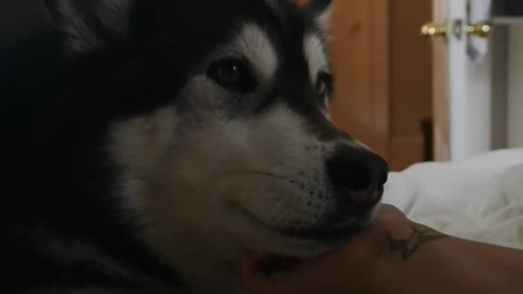 Husky loves her head scratch