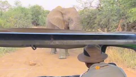 Omg 😱 the elephant want kill the tourism 😳