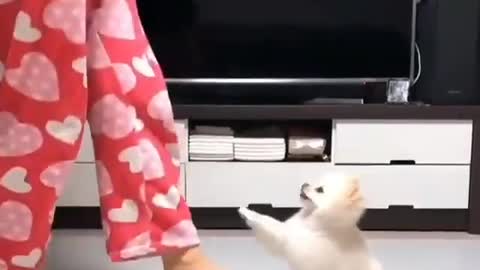 Lovely cute puppy dancing - Funny pet video