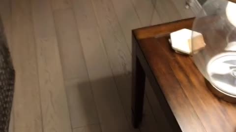 Puppy Plays Never Ending Game of Chase