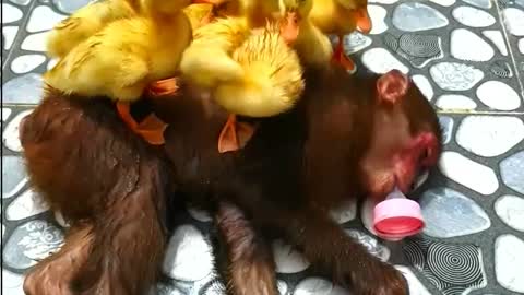 Funny Monkey Abu &The cute ducks sleep on monkey, Animal, goose, geese- Monkey Animals 061