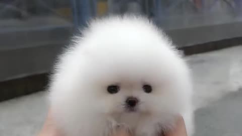 Cute pet