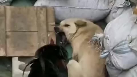 Dog vs chicken fight _ Funny