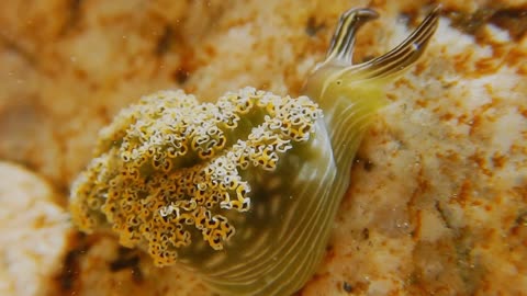 Fascinating Yellow Sea Slug