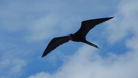 Ecuador: Frigate bird in flight
