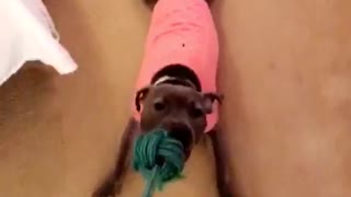 Pitbull in pink shirt dragged by rope