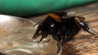 Rescuing a Bumble Bee