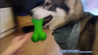 Husky juega a atrapar, el gatito intenta sumarse