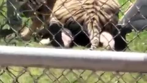 Man gets attacked by tiger