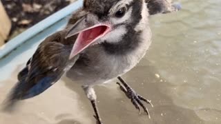 Helping a Hungry Baby Blue Jay
