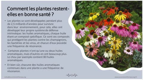 La Thérapie fréquentielle grâce aux huiles essentielles