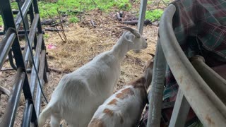Bad goat tries to destroy horse hay…AGAIN!