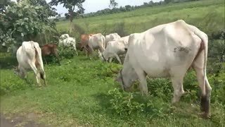 Cow Videos - Kids Cow Video With Mooing Sound Without Music - Cow Videos for Kids & Parents